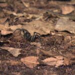 Dschungelcamp 2018 Tag 15 – Spinne im Camp