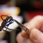Dschungelcamp 2018 Tag 15 – Die Trichternetzspinne