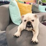 Maskottchen Lotte ist gestorben